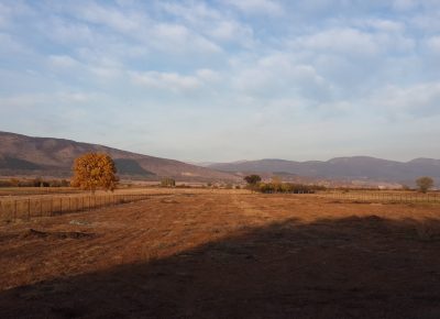 njivaslika1600284711