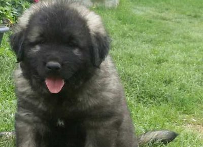 sarplaninci011600966602