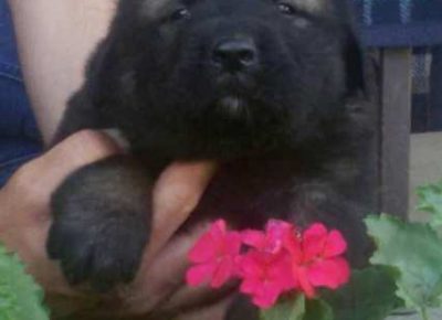 sarplaninci021600966601