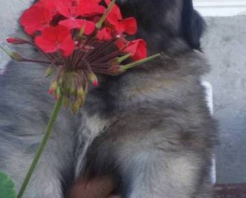 sarplaninci041600966602