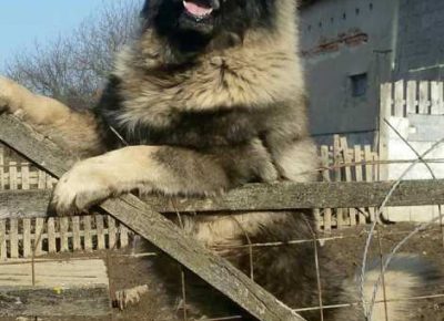 sarplaninci051600966602