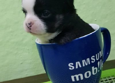 1IgorDujin1603295222