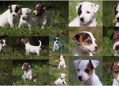 1dzekraselt1603400977