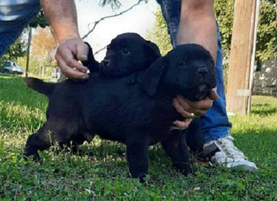 2CaneCorso1603317667