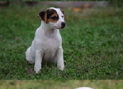 2dzekraselt1603400993