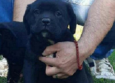 3CaneCorso1603317667