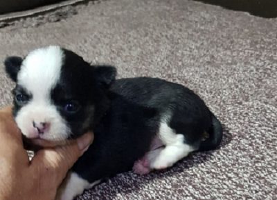 3IgorDujin1603295223