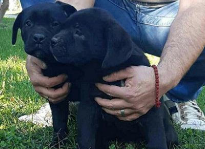 4CaneCorso1603317668