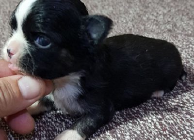 4IgorDujin1603295223