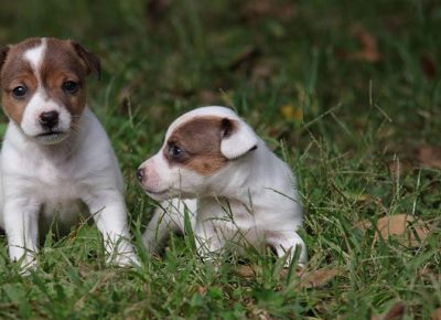 4dzekraselt1603401004