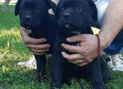 5CaneCorso1603317669