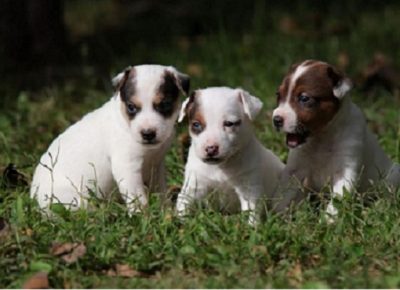 5dzekraselt1603401009