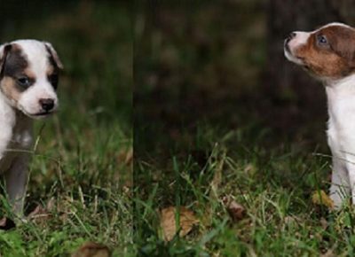 8dzekraselt1603401026