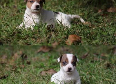 9dzekraselt1603401031