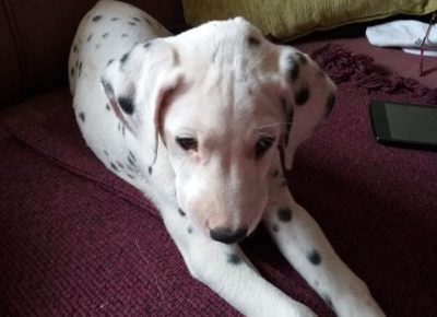 Dalšipka21603653101