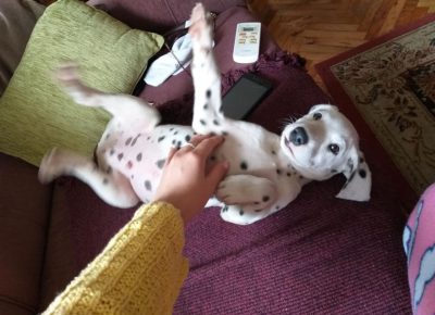 Dalšipka31603653100