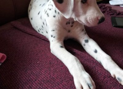 Dalšipka41603653101