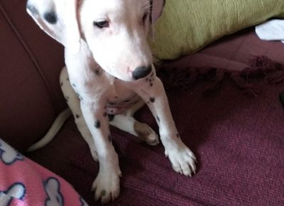 Dalšipka51603653102