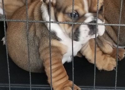 EnglishBulldogs101601549296