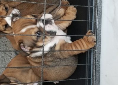 EnglishBulldogs1021601549297