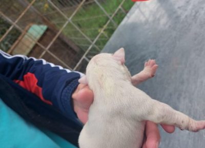 Screenshot41602439343