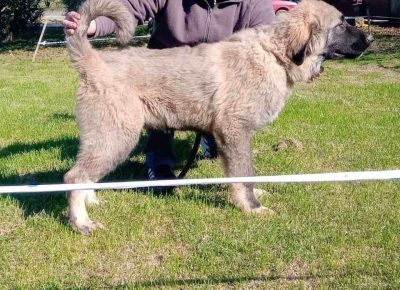 kavksaša11603450129