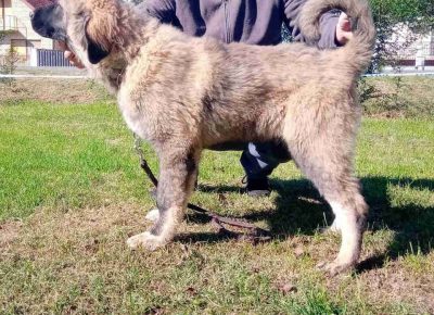 kavksaša21603450129