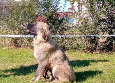 kavksaša41603450128