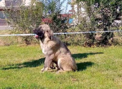 kavksaša51603450129