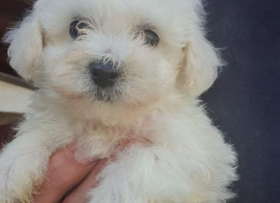 kovrdzice11602441493