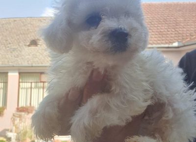 kovrdzice41602441494