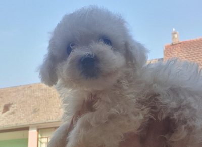 kovrdzicu21602441493