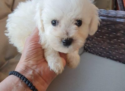 kovrdzicu31602441493