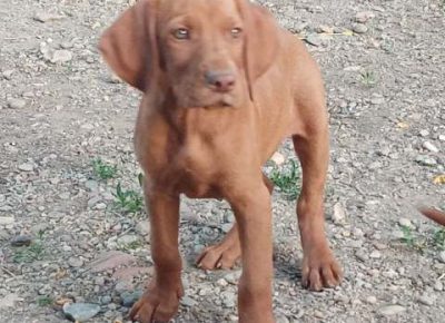 madjarskavizla011603142882