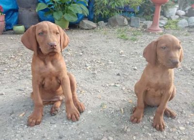 madjarskavizla021603142890