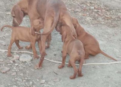 madjarskavizla031603142890