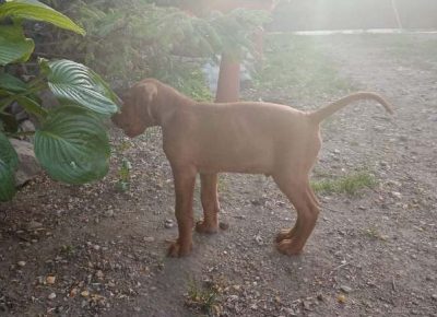 madjarskavizla041603142893