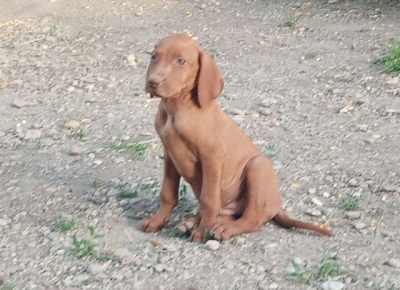 madjarskavizla071603142891