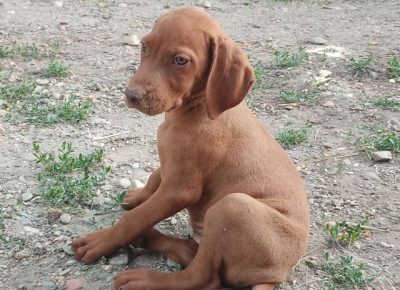 madjarskavizla091603142893