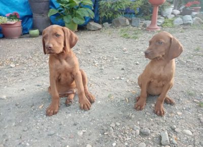 madjarskavizla111603142892