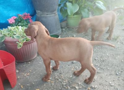 madjarskavizla141603142891