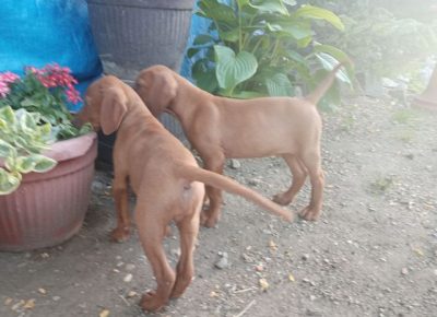 madjarskavizla151603142894