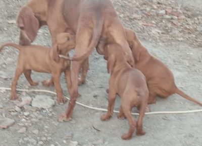 madjarskavizla161603142893