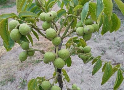 orahchandler3064471602592250