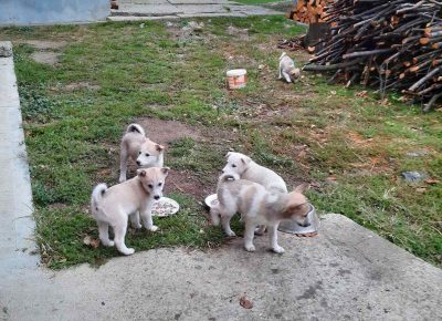 viberimage2020100114392811601572330