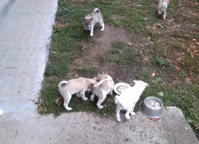 viberimage202010011439281601572329