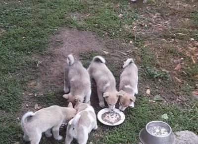 viberimage202010011445031601572329