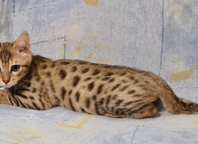 12168237033185465481943384253152428892452213omásolata(3)másolata1604846875