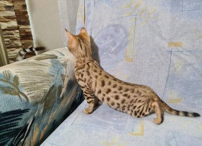 12169869733185473815275885766731992818030046nmásolatamásolatamásolatamásolata1604846873