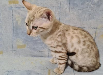 12172247833185451848611411286249854379013984omásolatamásolatamásolata1604846872